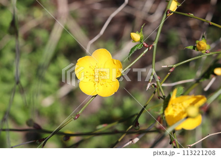 ヤマブキの花 ヤマブキの花 113221208