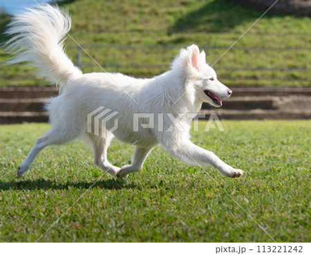 アルビノの走る犬のイラスト素材 [113221242] - PIXTA