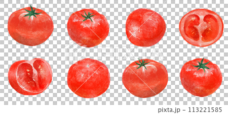 Illustration of tomato drawn in watercolor Illustration of tomato drawn in watercolor 113221585