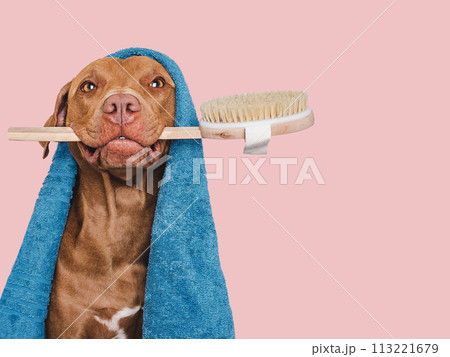 Cute brown dog, blue towel and washing brush Cute brown dog, blue towel and washing brush 113221679