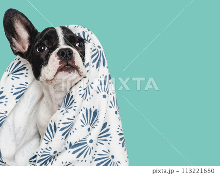 Cute puppy and white towel. Grooming dog Cute puppy and white towel. Grooming dog 113221680