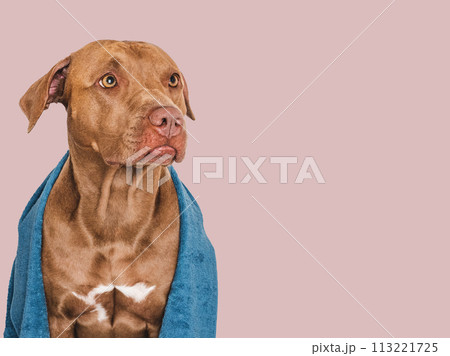 Cute brown dog and blue towel. Close-up 113221725