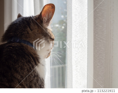 窓際で外を眺める猫 窓際で外を眺める猫 113221911