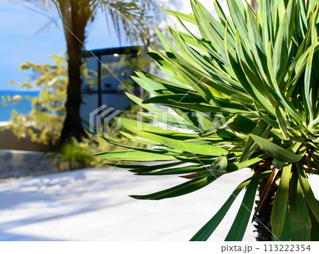 木の生えた庭先 木の生えた庭先 113222354