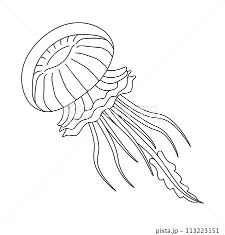 Jellyfish black and white line art illustration. Art therapy Coloring page 113223151