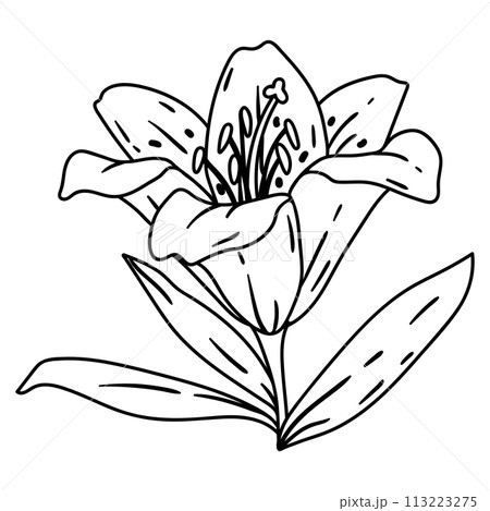 Illustration of lily flower. Beautiful decorative plant. Illustration of lily flower. Beautiful decorative plant. 113223275