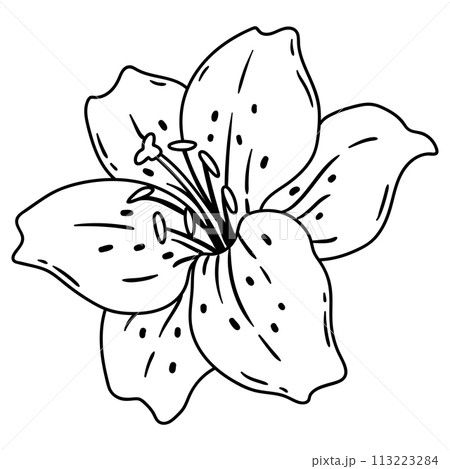 Illustration of lily flower. Beautiful decorative plant. Illustration of lily flower. Beautiful decorative plant. 113223284