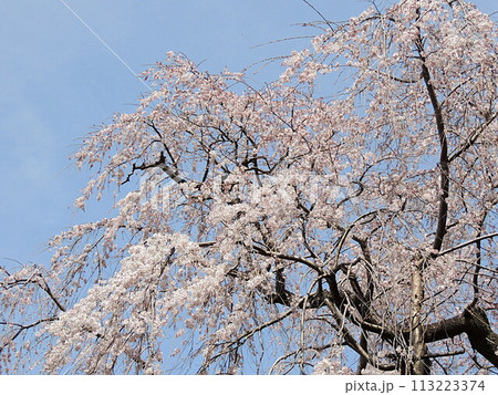 頼母子薬師堂のシダレザクラ 頼母子薬師堂のシダレザクラ 113223374