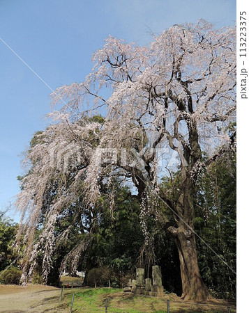 頼母子薬師堂のシダレザクラ 113223375