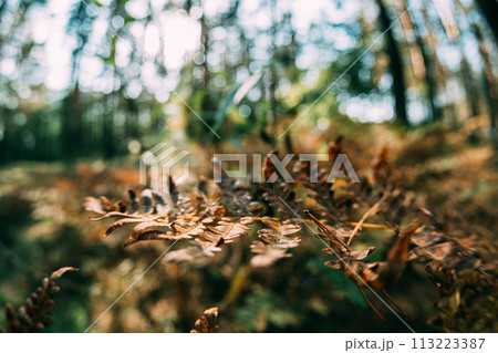 Dry yellow Fern Leaves Foliage Natural Floral On autumn Forest bokeh Background. Autumn plants. Fall Coming and Changing Season From Green Summer To Yellow Colors Of Autumn Forest Landscape. Fisheye 113223387