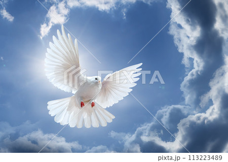 Dove in the air with wings wide open in-front of the sky Dove in the air with wings wide open in-front of the sky 113223489