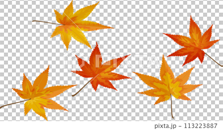 Momiji leaves 113223887
