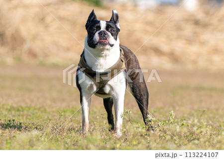 ボストンテリア ボストンテリア 113224107