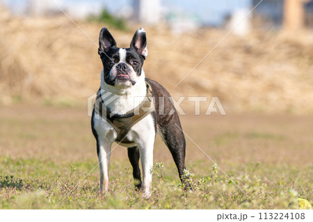 ボストンテリア 113224108