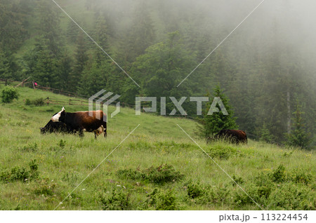 Cows graze in the mountains during rain and fog. 113224454