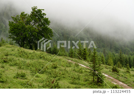 One big tree on the background of mountains One big tree on the background of mountains 113224455