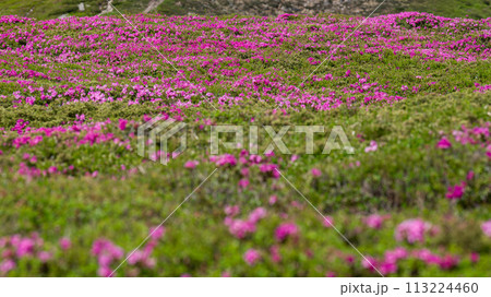 A meadow in the mountains with rhododendron flowers. A meadow in the mountains with rhododendron flowers. 113224460