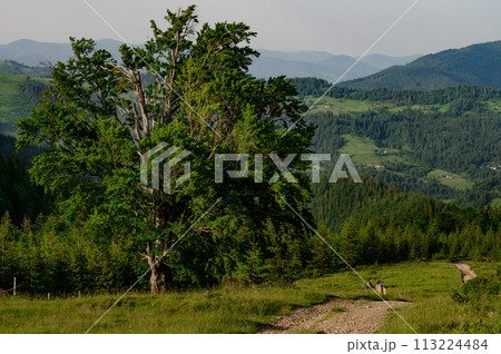 One big tree on the background of mountains One big tree on the background of mountains 113224484