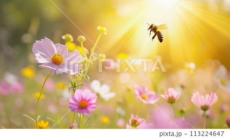 Bee flying over flowers in meadow. Honeybee in apiary 113224647