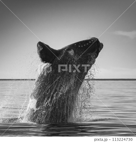 Whale jumping in Peninsula Valdes,Puerto Madryn, Patagonia, Argentina Whale jumping in Peninsula Valdes,Puerto Madryn, Patagonia, Argentina 113224730