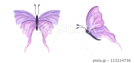 Fluttering pink butterflies. Set of abstract watercolor tropical insect. Hand drawn illustration. For textile, wedding invitation, banner design Fluttering pink butterflies. Set of abstract watercolor tropical insect. Hand drawn illustration. For textile, wedding invitation, banner design 113224736