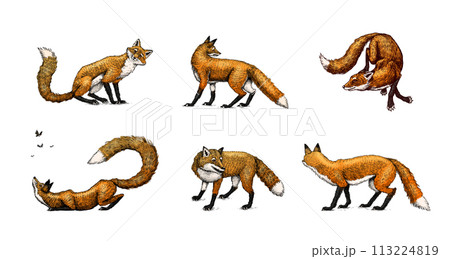 Wild red fox set. Forest ginger animal flying and jumping. Vector Engraved hand drawn Vintage sketch Wild red fox set. Forest ginger animal flying and jumping. Vector Engraved hand drawn Vintage sketch 113224819
