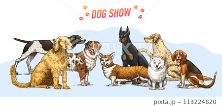 Dogs banner. Different breeds of domestic animals poster. Puppy characters design collection Dogs banner. Different breeds of domestic animals poster. Puppy characters design collection 113224820