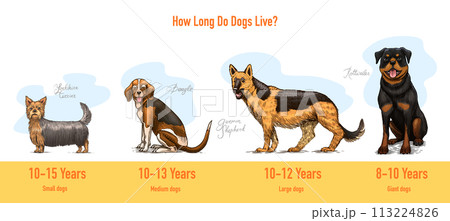 Dogs In This Drawing. Different breeds of domestic animals. Puppy characters design collection Dogs In This Drawing. Different breeds of domestic animals. Puppy characters design collection 113224826
