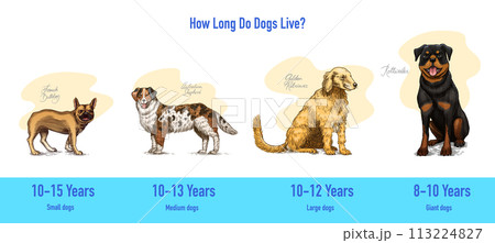 Dogs In This Drawing. Different breeds of domestic animals. Puppy characters design collection 113224827