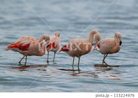 Flamingos flock in a lagoon, La Pampa Province,Patagonia, Argentina. Flamingos flock in a lagoon, La Pampa Province,Patagonia, Argentina. 113224976