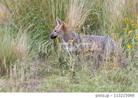 Pampas Grey fox in Pampas grass environment, La Pampa province, Patagonia, Argentina. 113225066