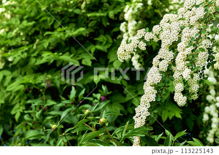 Gardening, landscaping. Delicate white summer spring shrub flowers in park Gardening, landscaping. Delicate white summer spring shrub flowers in park 113225143