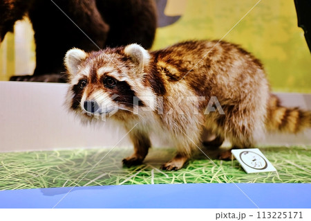 アライグマのはく製 アライグマのはく製 113225171