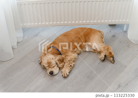 Cute American Cocker Spaniel sleeping on the floor near window indoors. Cute American Cocker Spaniel sleeping on the floor near window indoors. 113225330