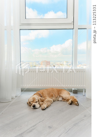 Cute American Cocker Spaniel sleeping on the floor near window indoors. 113225331