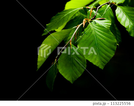 Green lush beech leaves on dark background. Spring theme. Shallow depth of field. Green lush beech leaves on dark background. Spring theme. Shallow depth of field. 113225556