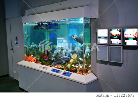 サンピアザ水族館の風景 サンピアザ水族館の風景 113225675
