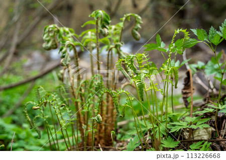 春の訪れを感じさせるこごみ 113226668