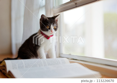 窓辺の子猫 113226670