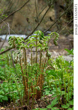 春の訪れを感じさせるこごみ 113226671