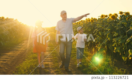 Family father kid child walking sunflower field pointing on yellow flowers sunset sun light. Man with daughter son going surrounded by agriculture harvest floral plant meadow natural sunlight child 113226721