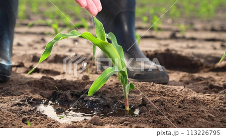 Farmer takes care of corn seedlings. Sprouted corn seeds, green leaves of fresh sprouts germs, farm worker employee hand watering plant, nourishing soil with water. Agricultural agrarian farm business Farmer takes care of corn seedlings. Sprouted corn seeds, green leaves of fresh sprouts germs, farm worker employee hand watering plant, nourishing soil with water. Agricultural agrarian farm business 113226795