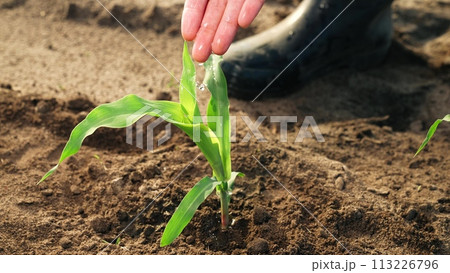 Farmer takes care of corn sprouts watering moisturizing nourishing ground with water. Cultivating crops seedlings sowings in field to provide food, large fresh harvest. Planting growing corn in field. Farmer takes care of corn sprouts watering moisturizing nourishing ground with water. Cultivating crops seedlings sowings in field to provide food, large fresh harvest. Planting growing corn in field. 113226796