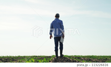 Farmer walks along agricultural field. Man pro professional worker employee businessman with tablet walks between green corn beds crops sowings seedings of plants products. Back view from behind. Farmer walks along agricultural field. Man pro professional worker employee businessman with tablet walks between green corn beds crops sowings seedings of plants products. Back view from behind. 113226816