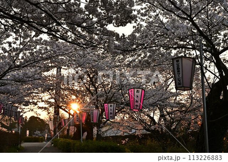 桜咲く篠山城跡 桜咲く篠山城跡 113226883