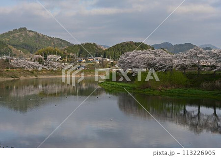 桜咲く篠山城跡 113226905
