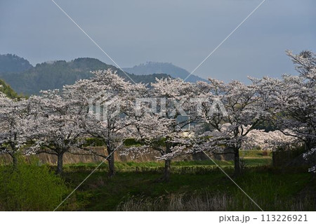 桜咲く丹波篠山 桜咲く丹波篠山 113226921