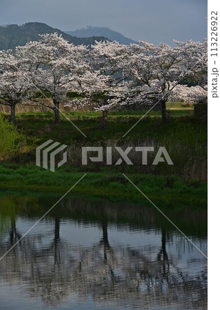 桜咲く丹波篠山 113226922