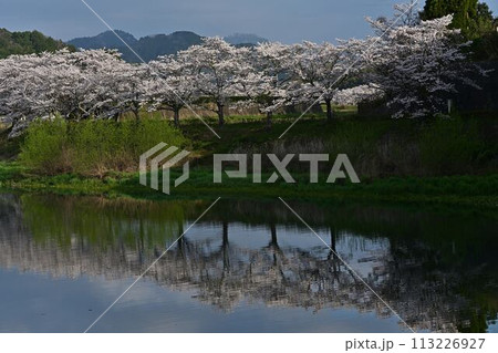 桜咲く丹波篠山 113226927