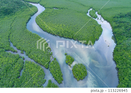 ドローンで捉えた西表島のマングローブ林 ドローンで捉えた西表島のマングローブ林 113226945